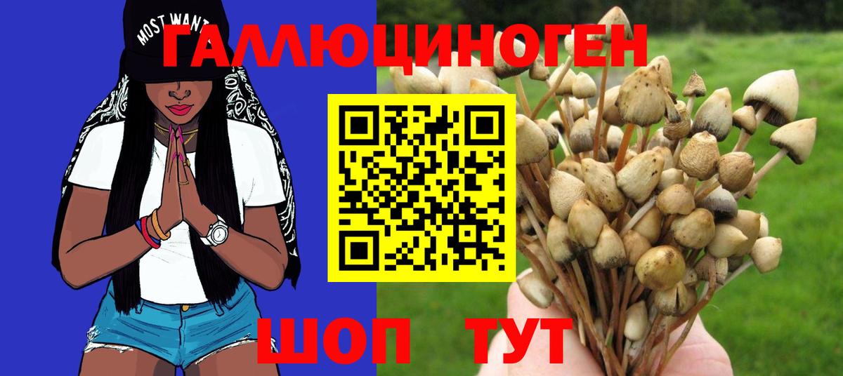 Гатчина  Галлюциногенные грибы прущие грибы  Вход с VPN  Псилоцибиновые грибы мицелий 
