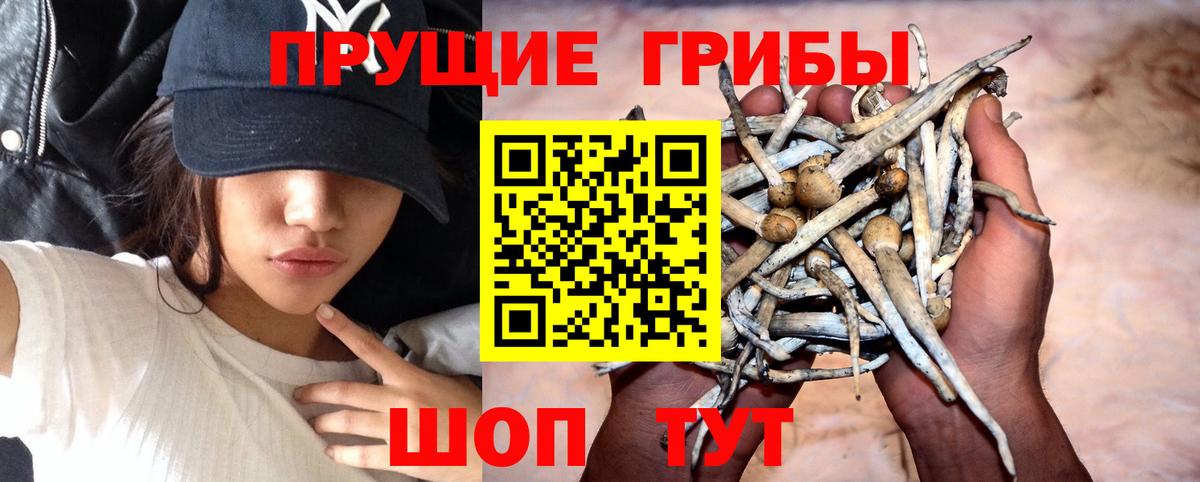 Псилоцибиновые грибы Cubensis  Гатчина 